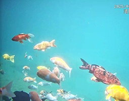 泉城水韵：镜头里的锦鲤与古城千年共鸣