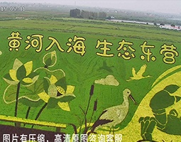 开宁4K慢直播赋能黄河口文旅，让“河海交汇”美景走向全国